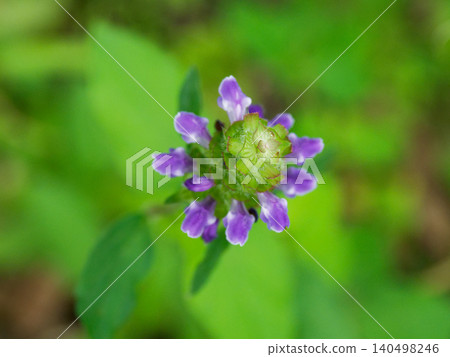 Flowering of Labiatae Utsubogusa Flowering of Labiatae Utsubogusa 140498246