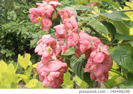 Mussaenda philippica flower plant on nursery Mussaenda philippica flower plant on nursery 140498296