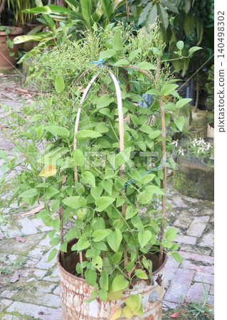 Sweet autumn clematis flower plant on nursery Sweet autumn clematis flower plant on nursery 140498302