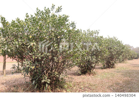 Gardenia jasminoides flower plant on farm Gardenia jasminoides flower plant on farm 140498304