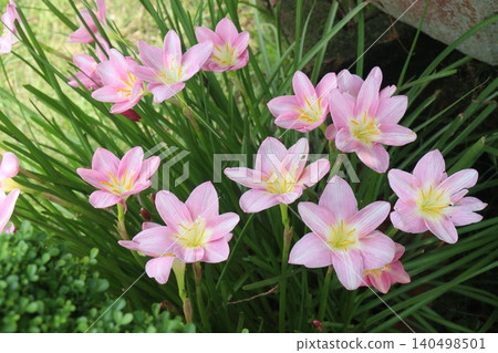 Zephyranthes minuta flower tree plant on nursery Zephyranthes minuta flower tree plant on nursery 140498501