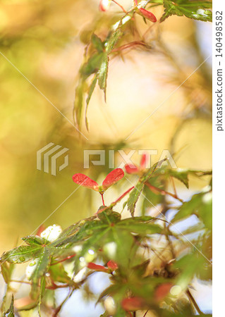 Maple seeds Maple seeds 140498582
