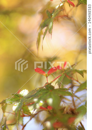 Maple seeds Maple seeds 140498583