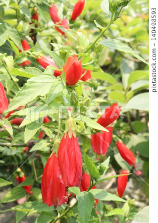 Wax mallow flower plant on nursery Wax mallow flower plant on nursery 140498593