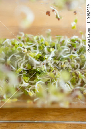 西蘭花芽 西蘭花芽 140498619