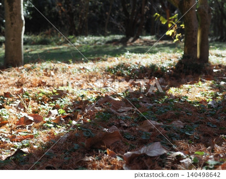 A carpet of fallen leaves; the arrival of autumn; copy space; background; scenery of fallen leaves. A carpet of fallen leaves; the arrival of autumn; copy space; background; scenery of fallen leaves. 140498642