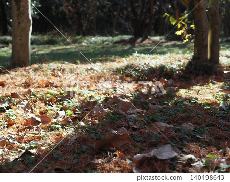A carpet of fallen leaves; the arrival of autumn; copy space; background; scenery of fallen leaves. A carpet of fallen leaves; the arrival of autumn; copy space; background; scenery of fallen leaves. 140498643