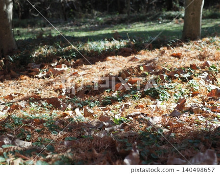 A carpet of fallen leaves; the arrival of autumn; copy space; background; scenery of fallen leaves. A carpet of fallen leaves; the arrival of autumn; copy space; background; scenery of fallen leaves. 140498657