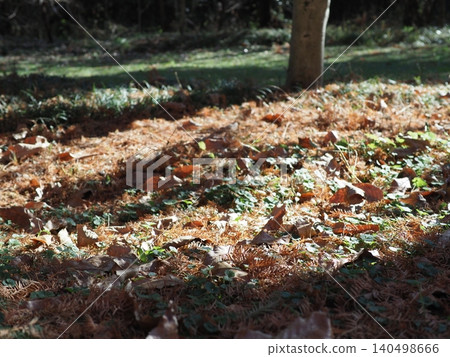 A carpet of fallen leaves; the arrival of autumn; copy space; background; scenery of fallen leaves. A carpet of fallen leaves; the arrival of autumn; copy space; background; scenery of fallen leaves. 140498666
