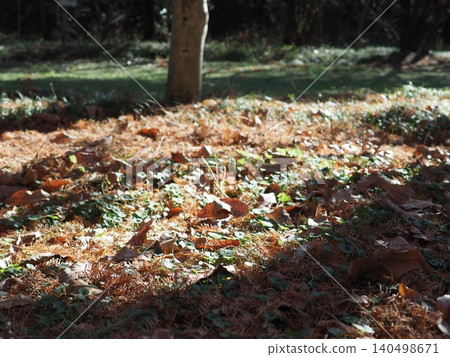 A carpet of fallen leaves; the arrival of autumn; copy space; background; scenery of fallen leaves. A carpet of fallen leaves; the arrival of autumn; copy space; background; scenery of fallen leaves. 140498671