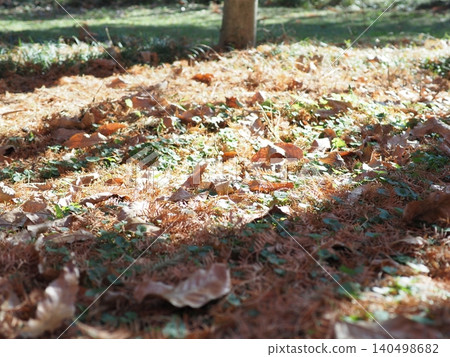 A carpet of fallen leaves; the arrival of autumn; copy space; background; scenery of fallen leaves. A carpet of fallen leaves; the arrival of autumn; copy space; background; scenery of fallen leaves. 140498682