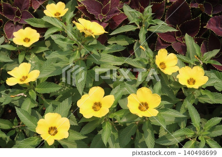 Turnera ulmifolia flowering plant on farm 140498699