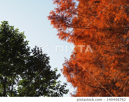 Large metasequoia trees with autumn foliage; colorful scenery; the changing of autumn; copy space; background; background. Large metasequoia trees with autumn foliage; colorful scenery; the changing of autumn; copy space; background; background. 140498762