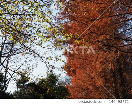 秋葉斑斕的大水杉樹;色彩繽紛的景色;秋天的變化;留白;背景;背景。 秋葉斑斕的大水杉樹;色彩繽紛的景色;秋天的變化;留白;背景;背景。 140498771
