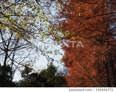 秋葉斑斕的大水杉樹；色彩繽紛的景色；秋天的變化；留白；背景；背景。 140498772