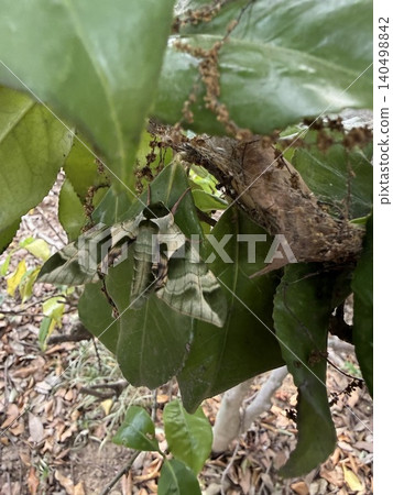 Oleander Sparrow Oleander Sparrow 140498842