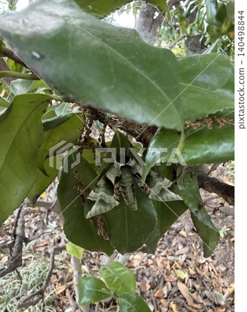 Oleander Sparrow 140498844