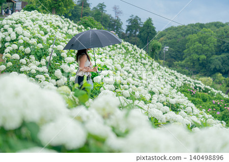 繡球 繡球 140498896
