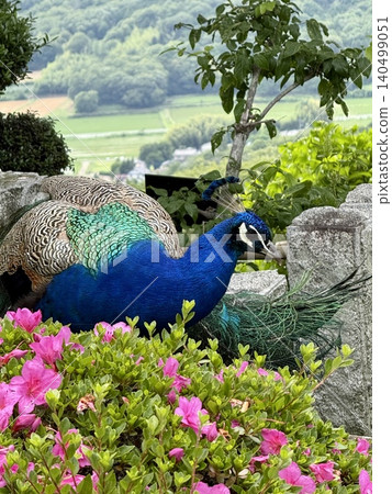 Azaleas and peacocks: A scene from early summer at Amabiki Kannon Temple. Azaleas and peacocks: A scene from early summer at Amabiki Kannon Temple. 140499051