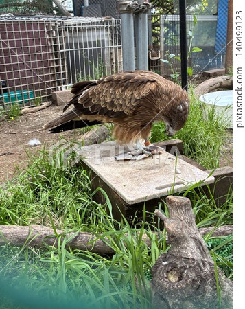 A black kite rescued at a wild bird hospital in Fukuei, Ichikawa City, is shown eating fish. A black kite rescued at a wild bird hospital in Fukuei, Ichikawa City, is shown eating fish. 140499123