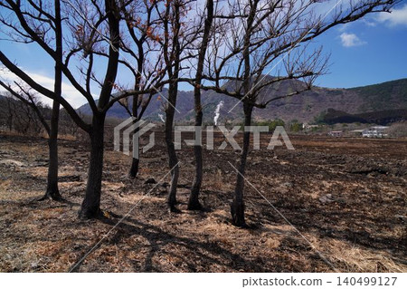 Withered trees Withered trees 140499127