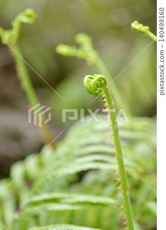春暖花開－蕨類植物的花苞開始綻放。 140499160