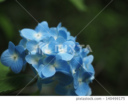 Hydrangeas during the rainy season Hydrangeas during the rainy season 140499175