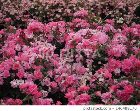 Rose of pink Rose of pink 140499176