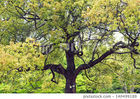 Tree Kusunoki Tree Kusunoki 140499189