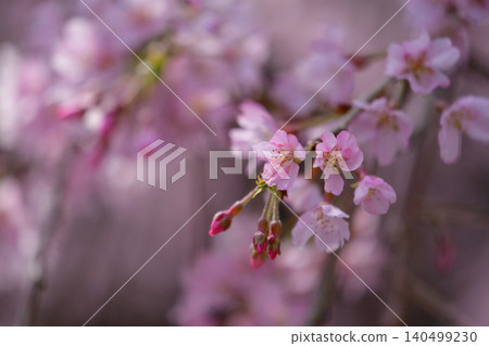 智藏院的垂枝櫻花樹 智藏院的垂枝櫻花樹 140499230