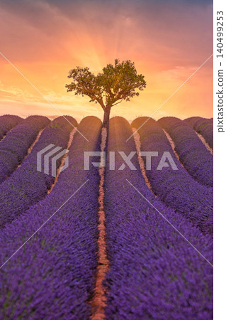 Symmetrical rows of blooming lavender converging on a lone tree at golden sunset. Provence countryside landscape, dramatic natural perspective and tranquil rural outdoor scenery. Symmetrical rows of blooming lavender converging on a lone tree at golden sunset. Provence countryside landscape, dramatic natural perspective and tranquil rural outdoor scenery. 140499253
