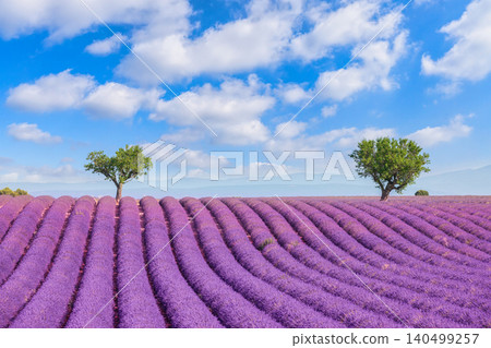 Endless rows of blooming purple lavender leading to a lone tree under a bright blue cloud-filled sky. Provence summer countryside landscape and natural rural scenery. Endless rows of blooming purple lavender leading to a lone tree under a bright blue cloud-filled sky. Provence summer countryside landscape and natural rural scenery. 140499257