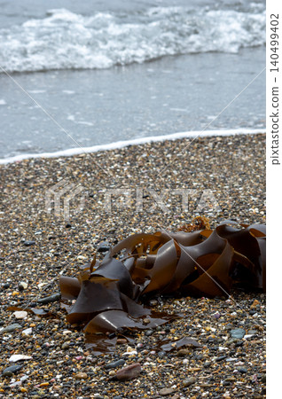 Washed ashore kelp and wakame seaweed Washed ashore kelp and wakame seaweed 140499402