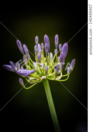 Agapanthus Agapanthus 140499407