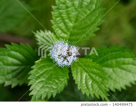 Pure blue flower, Hydrangea macrophylla blooms Pure blue flower, Hydrangea macrophylla blooms 140499475