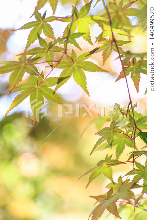 Autumn leaves Autumn leaves 140499520