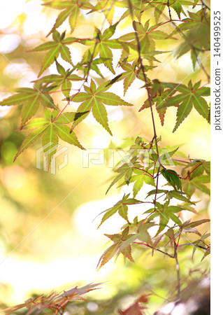 Autumn leaves Autumn leaves 140499525