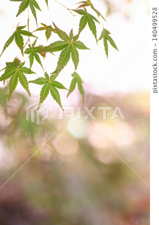 Autumn leaves Autumn leaves 140499528