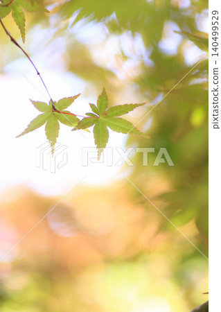 Autumn leaves Autumn leaves 140499529