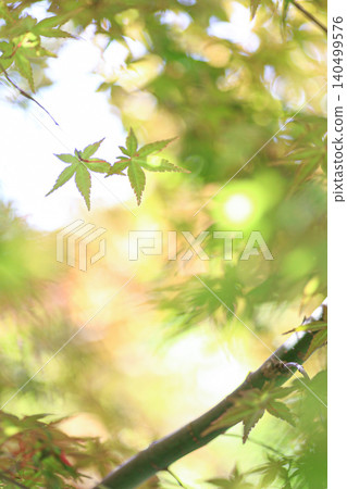 Autumn leaves Autumn leaves 140499576