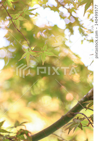 Autumn leaves Autumn leaves 140499577