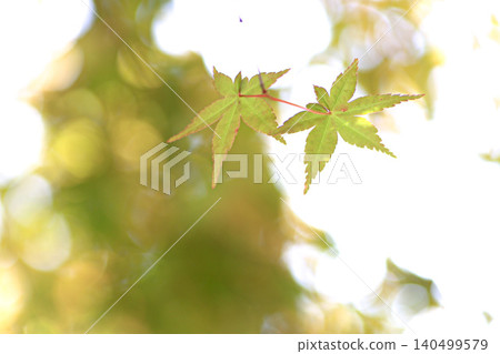 Autumn leaves Autumn leaves 140499579