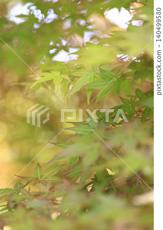Autumn leaves Autumn leaves 140499580