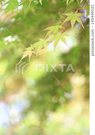 秋天的樹葉 秋天的樹葉 140499581