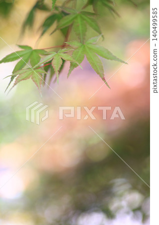 Autumn leaves Autumn leaves 140499585