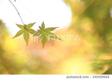 Autumn leaves Autumn leaves 140499688