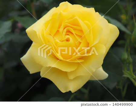 Rose (The Izu Dancer, 20260515084215) Rose (The Izu Dancer, 20260515084215) 140499900