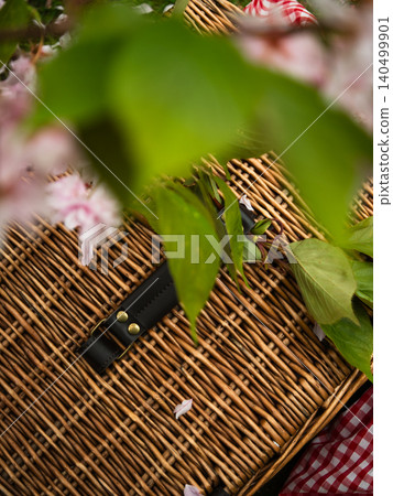 Vintage picnic basket through view of spring pink blossom tree Vintage picnic basket through view of spring pink blossom tree 140499901