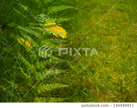 Dandelion flowers ferns and grass border double exposure effects Dandelion flowers ferns and grass border double exposure effects 140499951