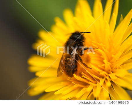 Hornet wasp covered in pollen on yellow dandelion flower 140499955